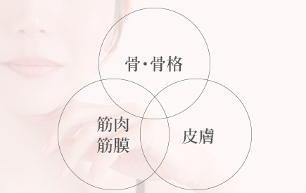 骨　皮膚　筋肉